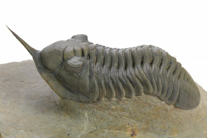 Morocconites Trilobite Fossil - Multi-Toned Shell Coloration #348369